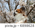 パピヨン 6898628