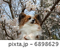 パピヨン 6898629