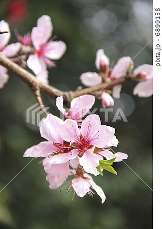 アーモンド 6899138