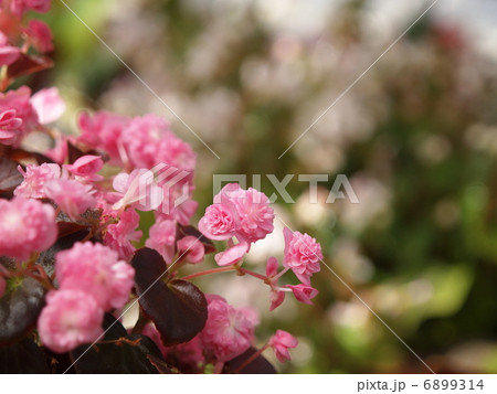 ベゴニアの花 6899314