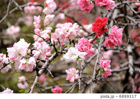 源平枝垂れ桜 6899317