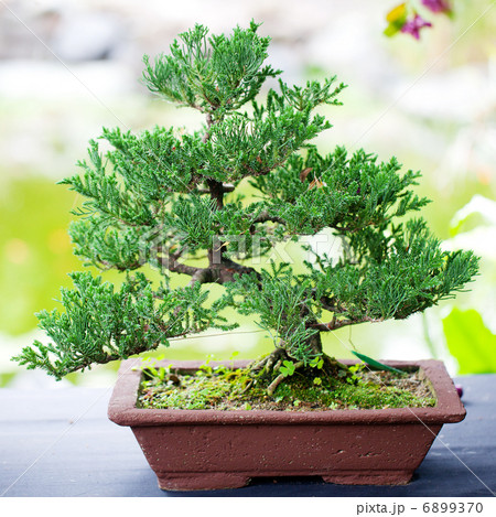 beautiful juniper bonsai  in a botanical garden 6899370