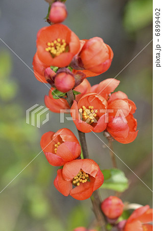 クサボケ（草木瓜） 6899402