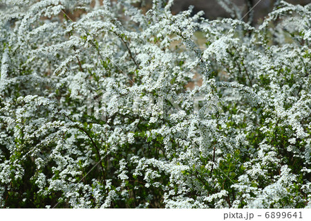 ユキヤナギ 6899641