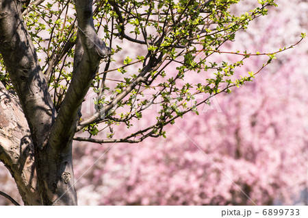 花芽を付けた姫リンゴ 花芽を付けた姫リンゴ 6899733