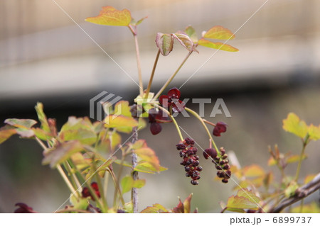 三葉木通（ミツバアケビ） 6899737