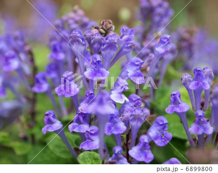 タツナミソウ 6899800