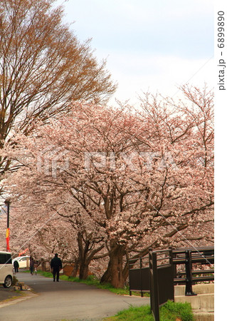 桜 6899890