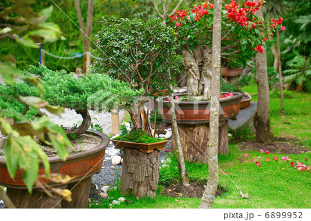 bonsais exhibition in a botanical garden 6899952