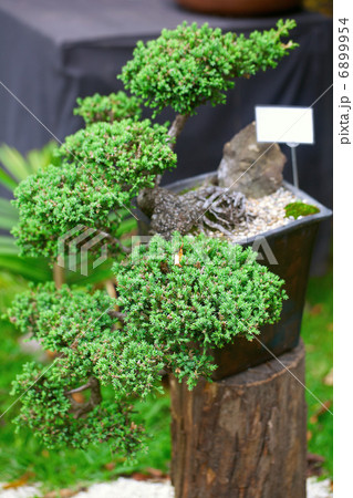 beautiful juniper bonsai  in a botanical garden 6899954