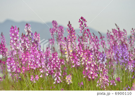 リナリア 6900110