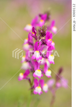 リナリア 6900112