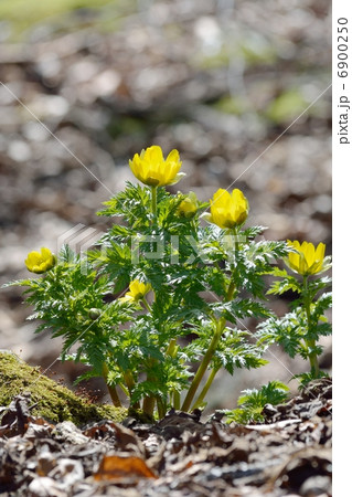 春の光が降り注ぐフクジュソウ 春の光が降り注ぐフクジュソウ 6900250