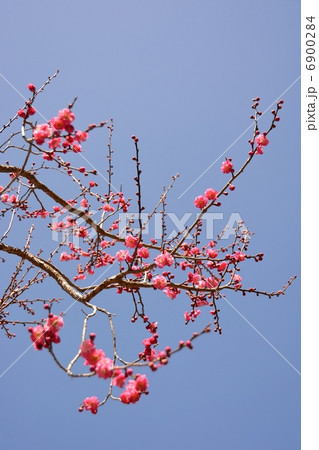 梅と青空 6900284