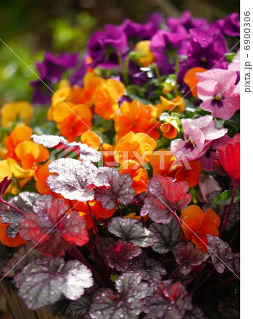 ヒューケラとビオラの寄せ植え 縦画像 の写真素材