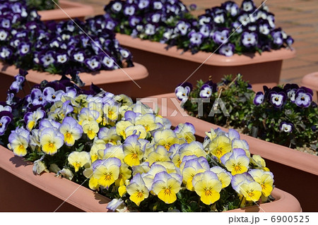 春の花パンジーのプランター植えの写真素材