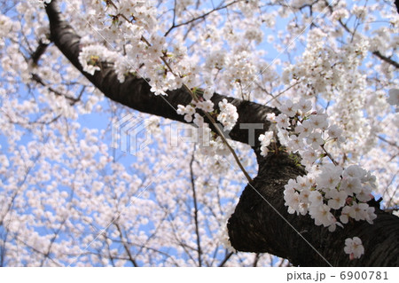 桜と幹 6900781