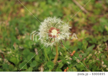 わたげ わたげ 6900895