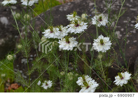 クロタネソウ クロタネソウ 6900907