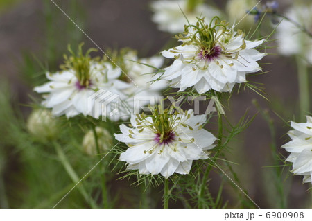 クロタネソウ 6900908