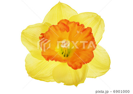 Beautiful spring single flower 6901000