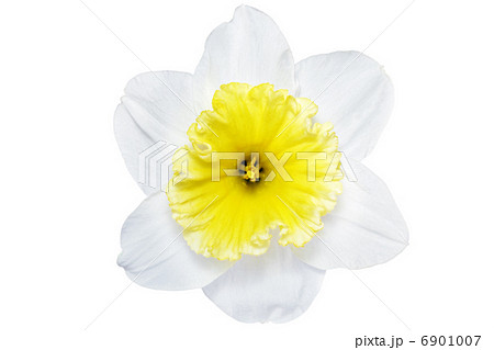 Beautiful spring single flower Beautiful spring single flower 6901007