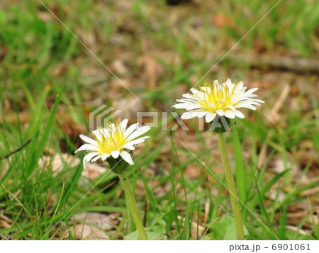 大阪城には白（城）タンポポが多い 6901061