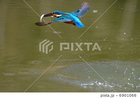 かわせみ 6901066