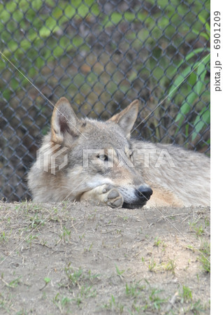 オオカミ 6901209