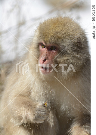 ニホンザル 6901259