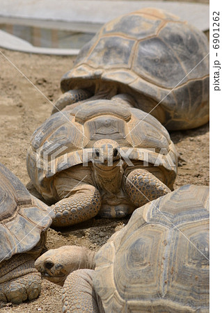 ゾウガメ 6901262