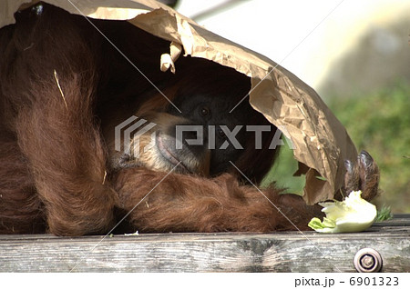 オラウータン オラウータン 6901323