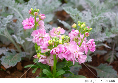 ストックの花 6901686