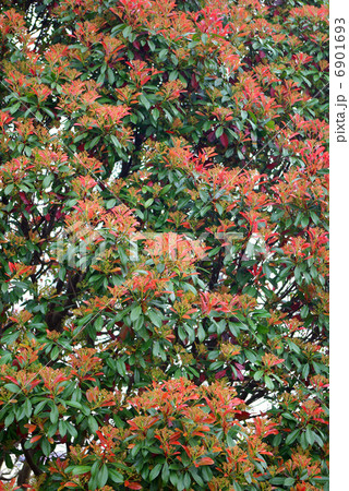 赤い新葉のある枝葉のアップ 赤い新葉のある枝葉のアップ 6901693