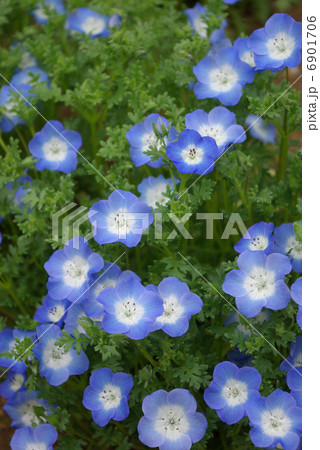 ネモフィラ(瑠璃唐草) ネモフィラ(瑠璃唐草) 6901706