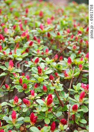 赤い蕾がついた春先のツツジ 赤い蕾がついた春先のツツジ 6901708