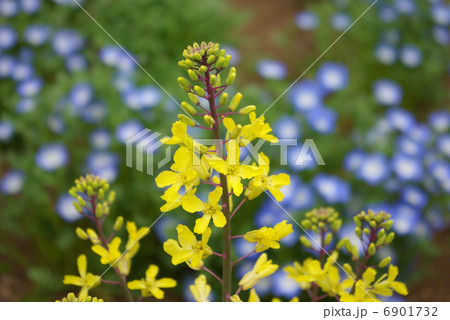 ハボタンとネモフィラの咲く花壇 6901732