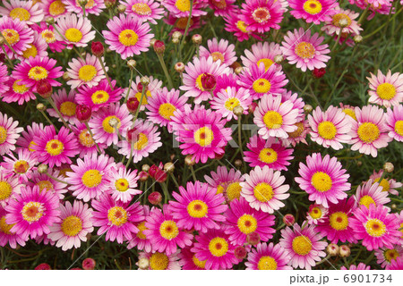 鮮やかな色のマーガレット 6901734