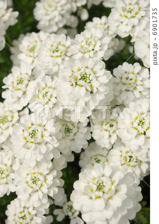 イベリス・センパビレンスの白い花 6901735