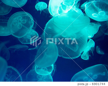 クラゲ 6901744