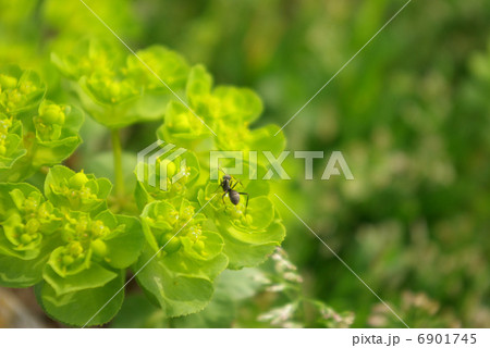 春のトウダイグサと蟻 6901745