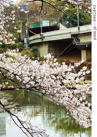 春の風景・グランドプリンスホテル赤坂と共に散る弁慶堀の桜・縦位置 6901843
