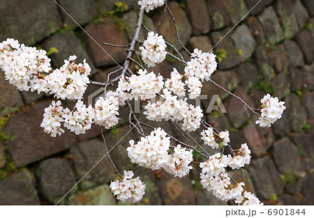 春の風景・グランドプリンスホテル赤坂と共に散る弁慶堀の桜・横位置 6901844