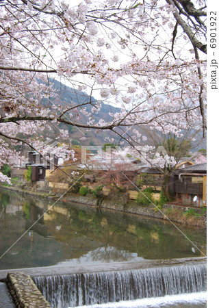 桂川桜 6901922