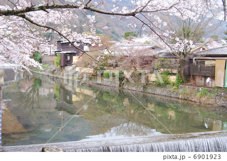 桂川桜 6901923