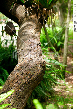 trunk of a tropical tree 6902074