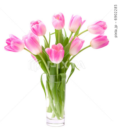 Pink tulips bouquet in vase isolated on white background Pink tulips bouquet in vase isolated on white background 6902285