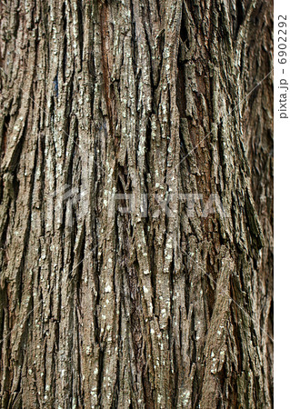 background of bark tree 6902292