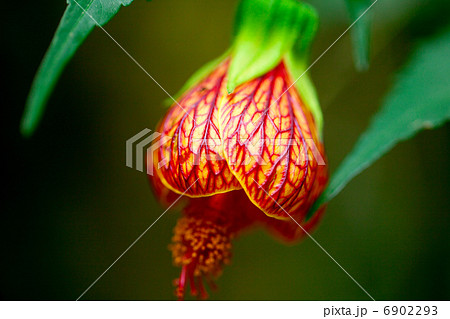 beautiful flower of abutilon close-up 6902293
