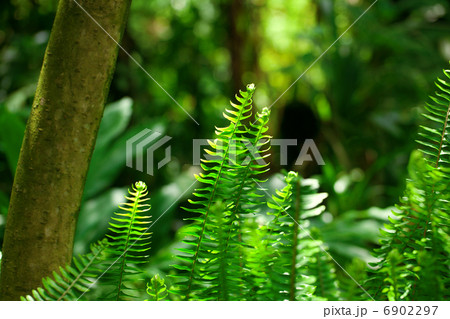 fern in the rainforest fern in the rainforest 6902297